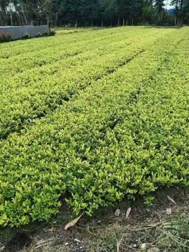 大型山体园林景观设计